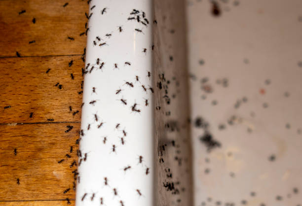 Professional Pest Control in South Monroe, MI